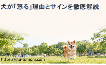 犬が「怒る」理由とサインを徹底解説