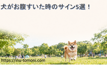 犬がお腹すいた時のサイン5選！