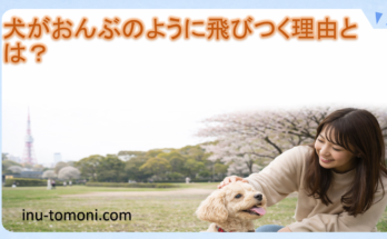 犬がおんぶのように飛びつく理由とは?