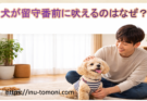 犬が留守番前に吠えるのはなぜ？