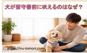 犬が留守番前に吠えるのはなぜ？