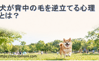 犬が背中の毛を逆立てる心理とは？