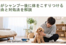 犬がシャンプー後に体をこすりつける理由と対処法を解説