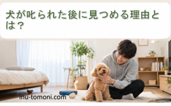 犬が叱られた後に見つめる理由とは？