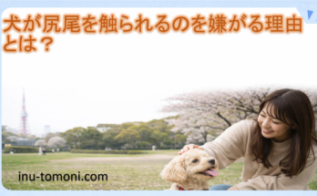 犬が尻尾を触られるのを嫌がる理由とは？