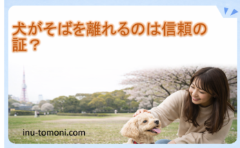 犬がそばを離れるのは信頼の証?