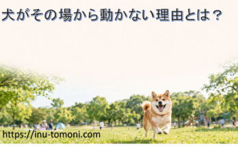 犬がその場から動かない理由とは？