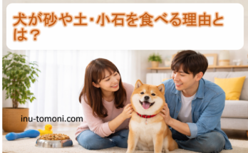 犬が砂や土・小石を食べる理由とは？