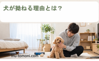 犬が拗ねる理由とは？
