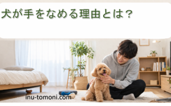 犬が手をなめる理由とは？