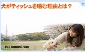 犬がティッシュを噛む理由とは?
