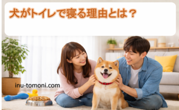 犬がトイレで寝る理由とは？