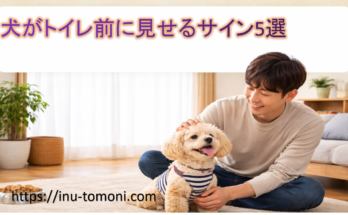 犬がトイレ前に見せるサイン5選