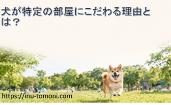犬が特定の部屋にこだわる理由とは？