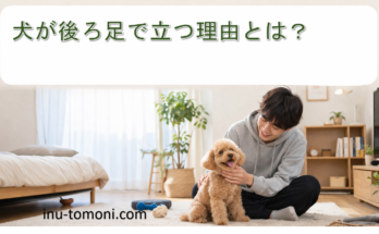 犬が後ろ足で立つ理由とは？