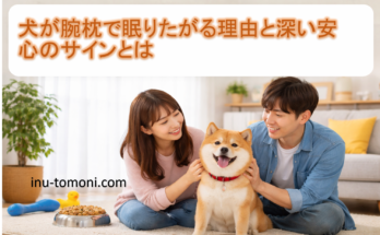 犬が腕枕で眠りたがる理由と深い安心のサインとは