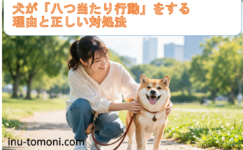 犬が「八つ当たり行動」をする理由と正しい対処法