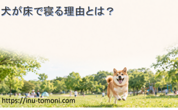 犬が床で寝る理由とは？