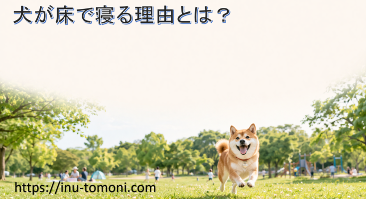 犬が床で寝る理由とは？