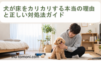 犬が床をカリカリする本当の理由と正しい対処法ガイド