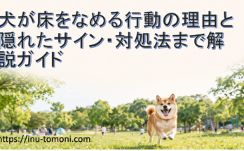 犬が床をなめる行動の理由と隠れたサイン・対処法まで解説ガイド