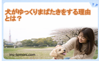 犬がゆっくりまばたきをする理由とは？