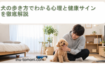 犬の歩き方でわかる心理と健康サインを徹底解説
