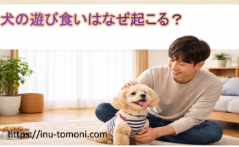 犬の遊び食いはなぜ起こる？