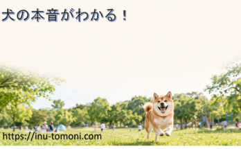 犬の本音がわかる！