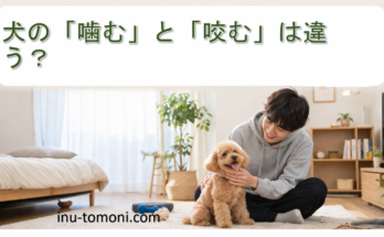 犬の「噛む」と「咬む」は違う？