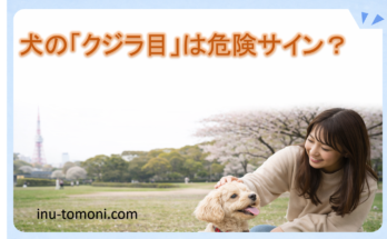 犬の「クジラ目」は危険サイン？