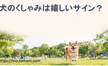 犬のくしゃみは嬉しいサイン？