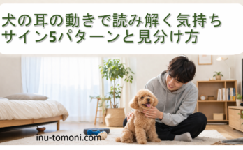 犬の耳の動きで読み解く気持ちサイン5パターンと見分け方