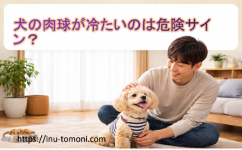 犬の肉球が冷たいのは危険サイン?