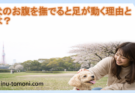 犬のお腹を撫でると足が動く理由とは？