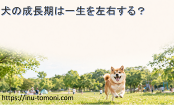 犬の成長期は一生を左右する?