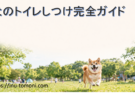 犬のトイレしつけ完全ガイド|失敗しないコツとNG行動