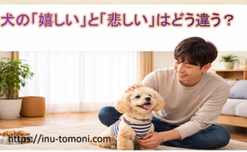 犬の「嬉しい」と「悲しい」はどう違う?