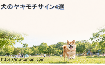 犬のヤキモチサイン4選