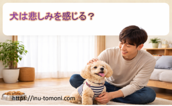 犬は悲しみを感じる？