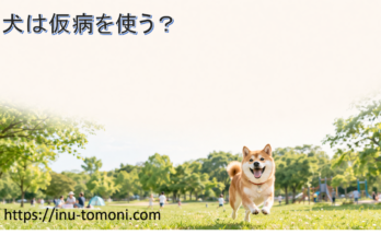 犬は仮病を使う?