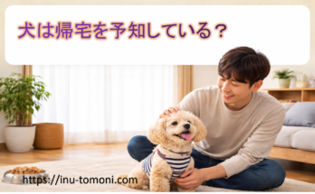 犬は帰宅を予知している？