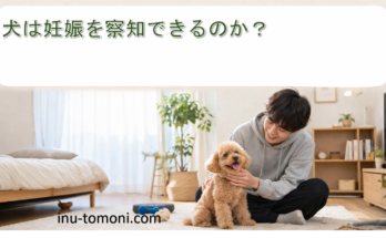 犬は妊娠を察知できるのか?