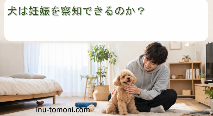 犬は妊娠を察知できるのか?