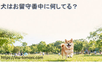 犬はお留守番中に何してる？