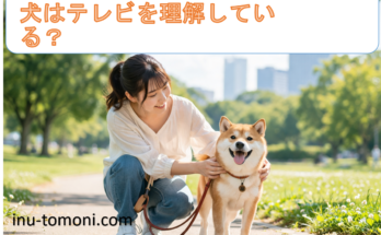 犬はテレビを理解している？