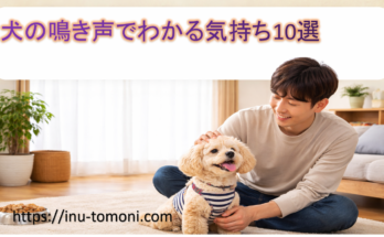 犬の鳴き声でわかる気持ち10選