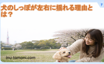 犬のしっぽが左右に揺れる理由とは？