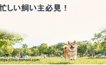 忙しい飼い主必見！