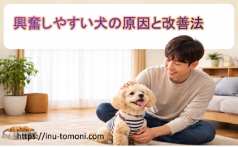 興奮しやすい犬の原因と改善法